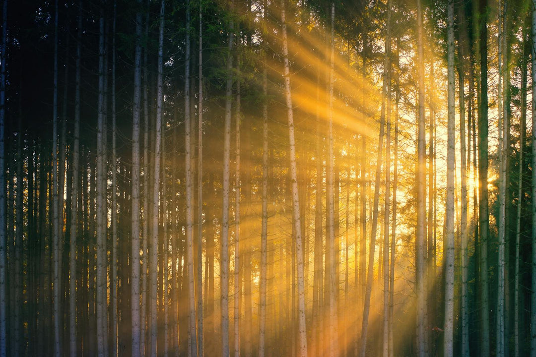 Sunlight streaming through forest trees